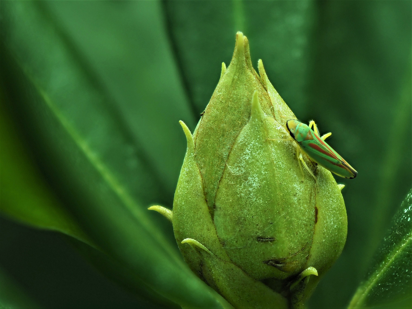 Rhododendronzikade