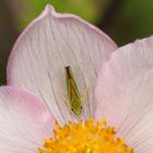 Rhododendronzikade auf einer Wildrose