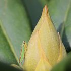 Rhododendronzikade auf ihrer Nahrungspflanze (2017_09_29_EOS 6D_6807_ji)