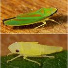 Rhododendronzikade (Graphocephala coccinea) - Imago und Nymphe