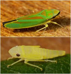 Rhododendronzikade (Graphocephala coccinea) - Imago und Nymphe