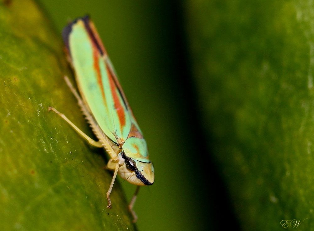 Rhododendronzikade (Graphocephala fennahi)