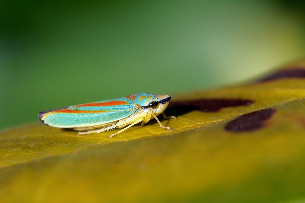 Rhododendronzikade - Graphocephala fennahi 