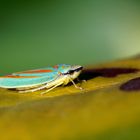 Rhododendronzikade - Graphocephala fennahi 