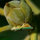 Rhododendronzikade - Graphocephala fennahi  bei der Eiabalge 