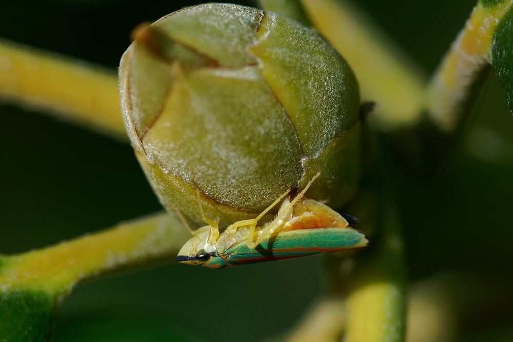 Rhododendronzikade - Graphocephala fennahi  bei der Eiabalge 