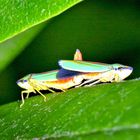 Rhododendronzikade (Graphocephala fennahi, Syn.: Graphocephala coccinea)...