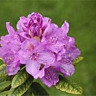 Rhododendrum III  