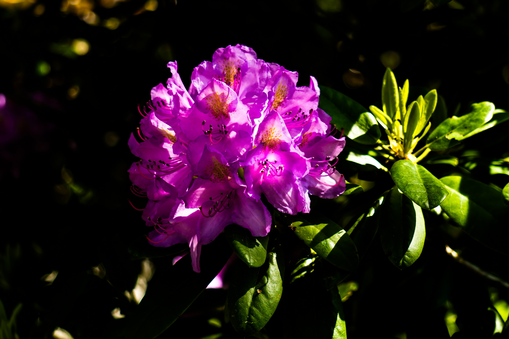 Rhododenron Blüte