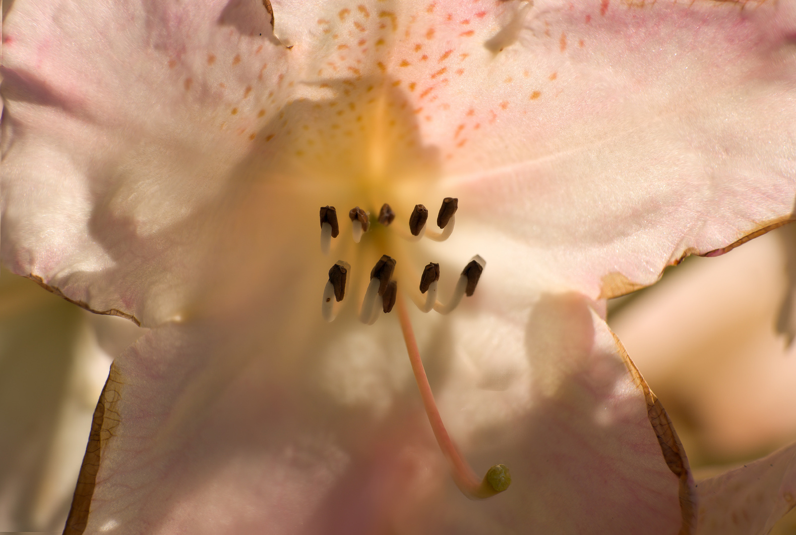 Rhododenron-Blüte