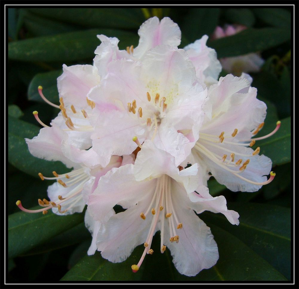 Rhododenron-Blüten - ein Hauch von Pink