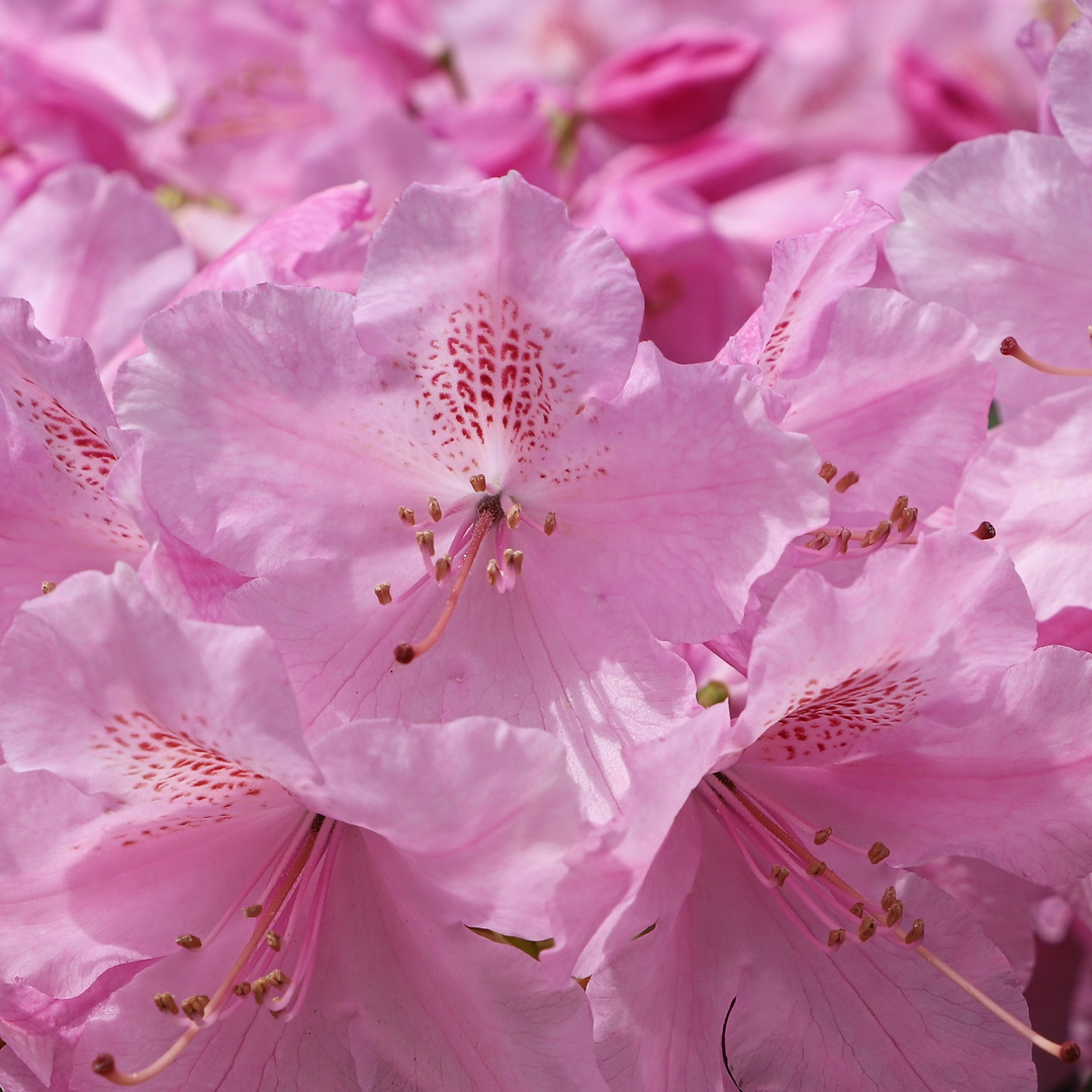 Rhododenronblüte (2019_04_30_EOS 6D Mark II_1622_ji)