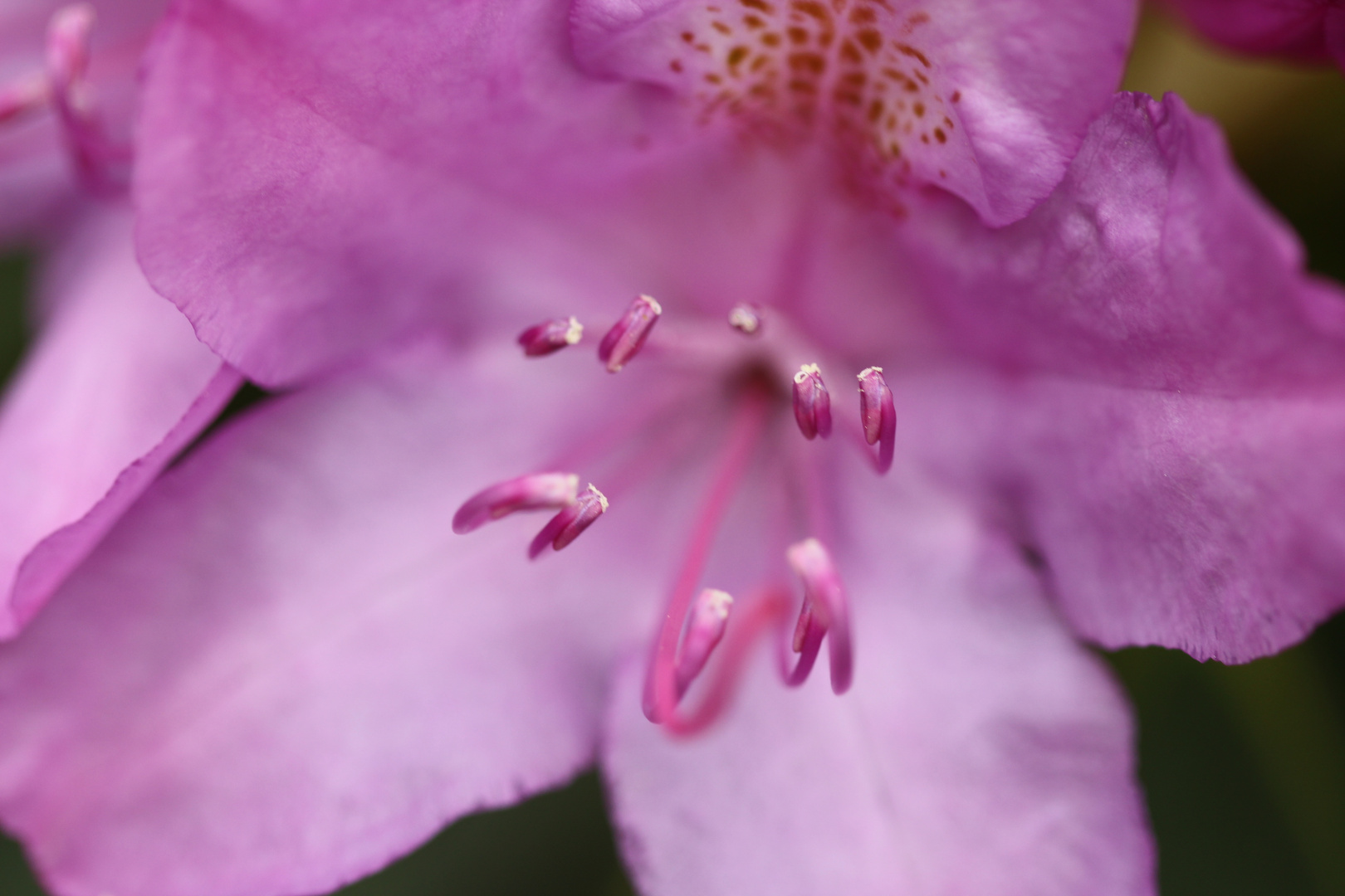 Rhododenronblüte