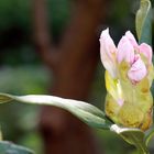 Rhododenronblüte beim Entfalten...