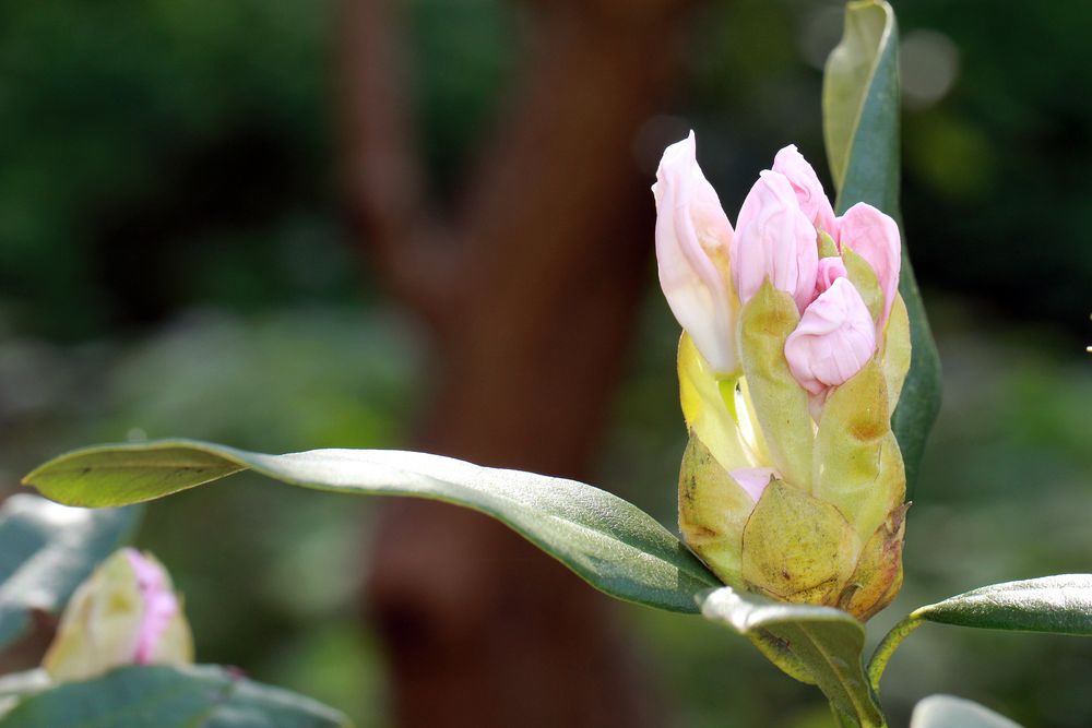 Rhododenronblüte beim Entfalten...