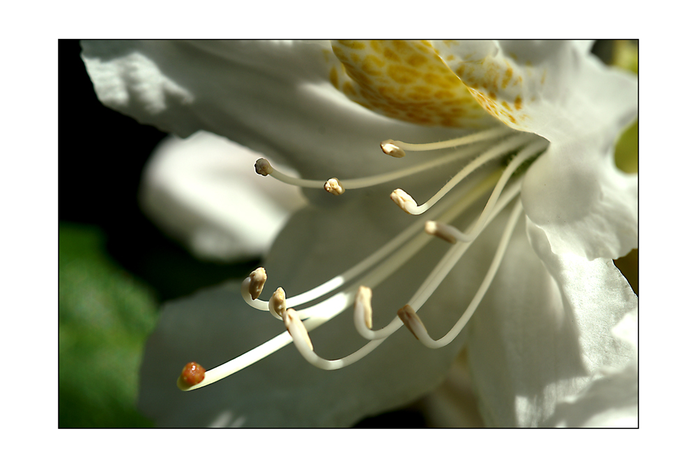 Rhododentro