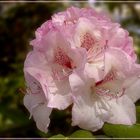 Rhododentron-Blüte