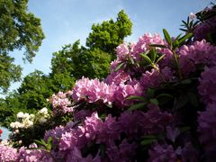 rhododentron - Mainau