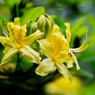 Rhododentron - mal in gelb
