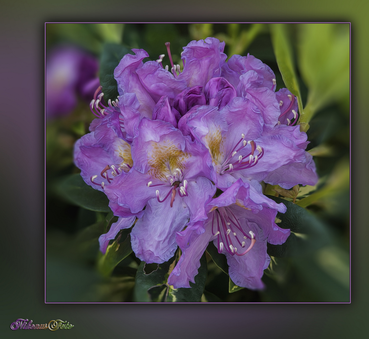 Rhodododendron