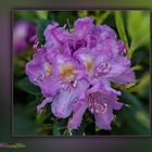 Rhodododendron