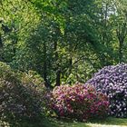 Rhodoendronblüte im Schlosspark Tannenfeld (2)