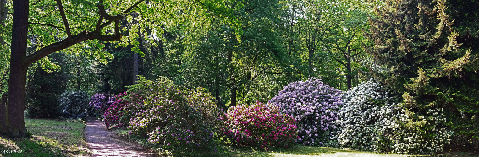 Rhodoendronblüte im Schlosspark Tannenfeld (2)