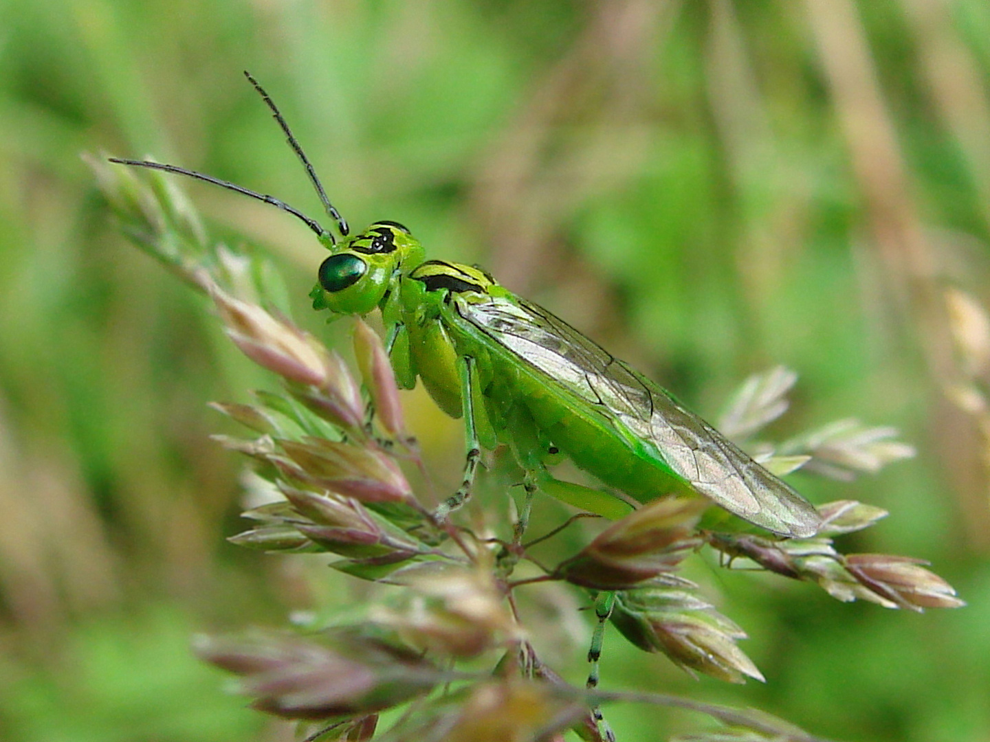  Rhodogaster veridis