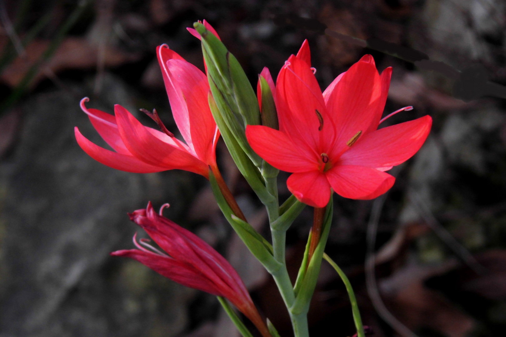 Rhodohypoxis bauri