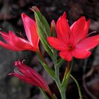 Rhodohypoxis bauri