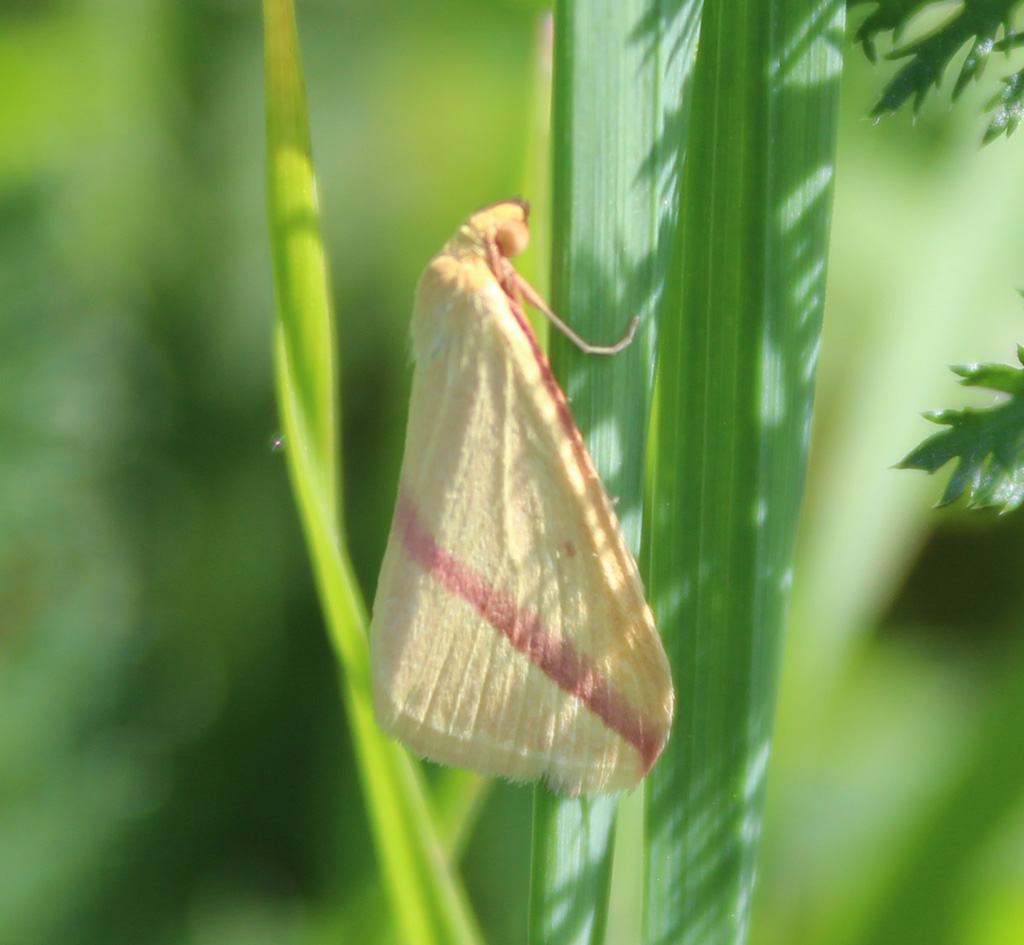 Rhodometra sacraria - Rotgestreifter Wanderspanner