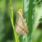 Rhodometra sacraria - Rotgestreifter Wanderspanner