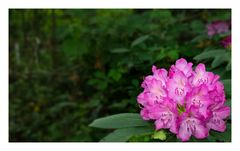 Rhodondendron