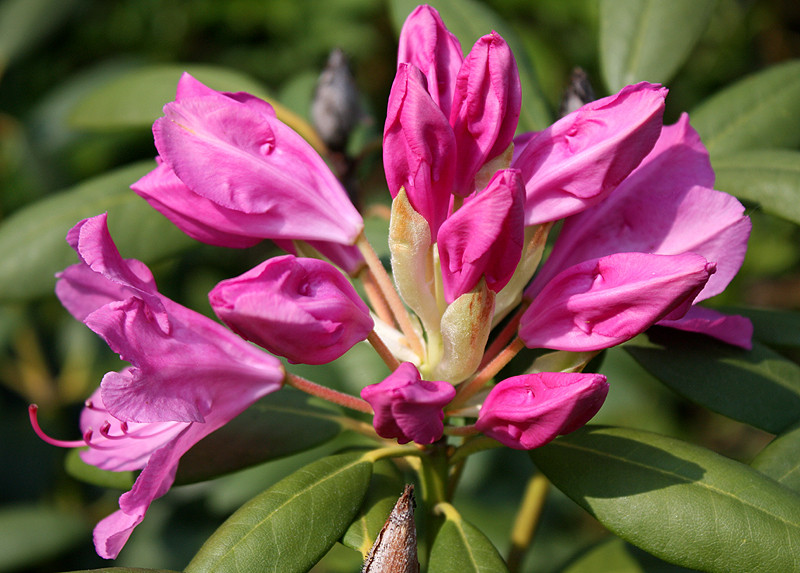 Rhodondendron