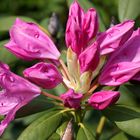 Rhodondendron