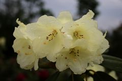 Rhodondendronblüte