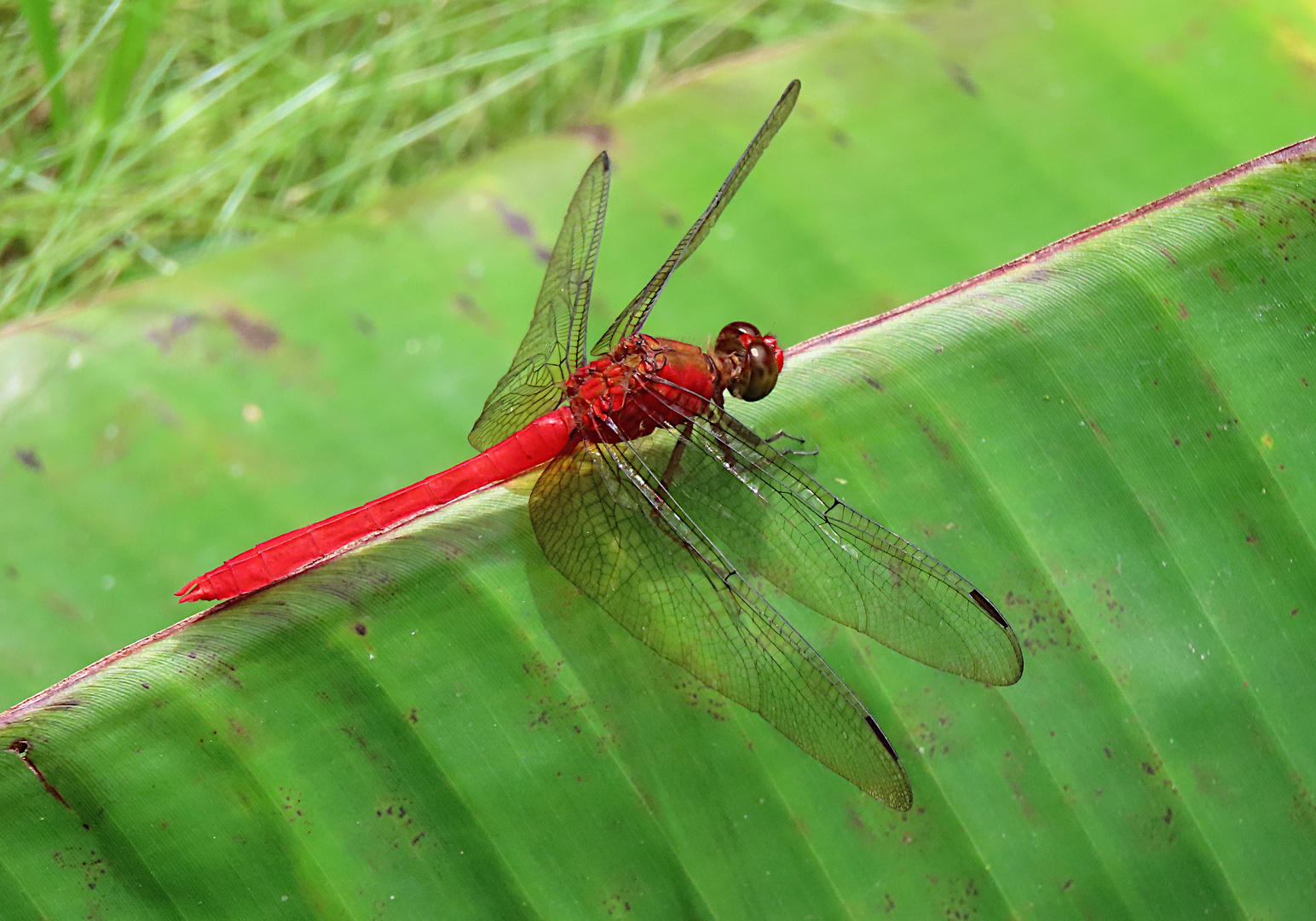 Rhodophygia cf. hinei