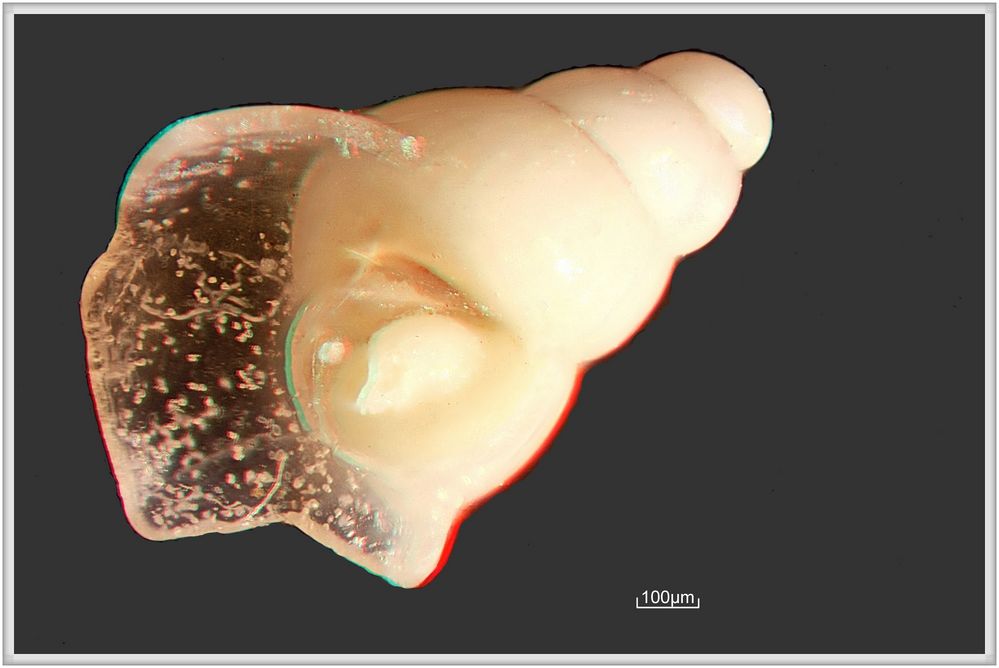 Rhodos Foraminifere3D 