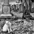 rhodos-friedhof-katze