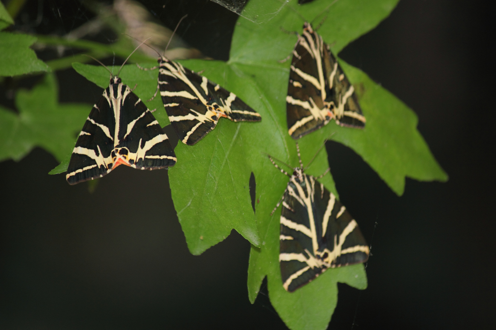 Rhodos Schmetterlingstal ( Russischer Bär )