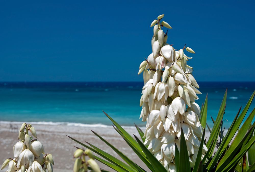 ::. Rhodos Yucca .::