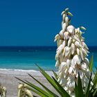 ::. Rhodos Yucca .::