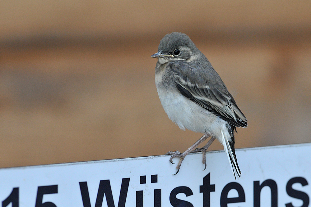 Rhön: Bachstelzen – Kind – Halter