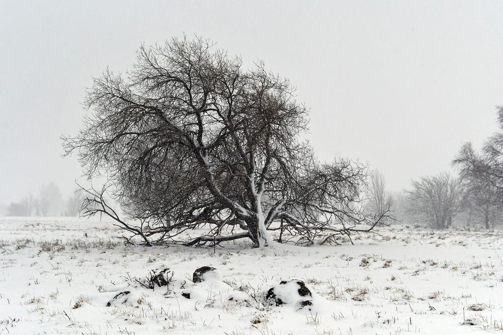 Rhön – Baum – Widerstand