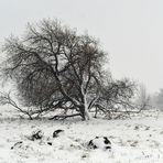 Rhön – Baum – Widerstand