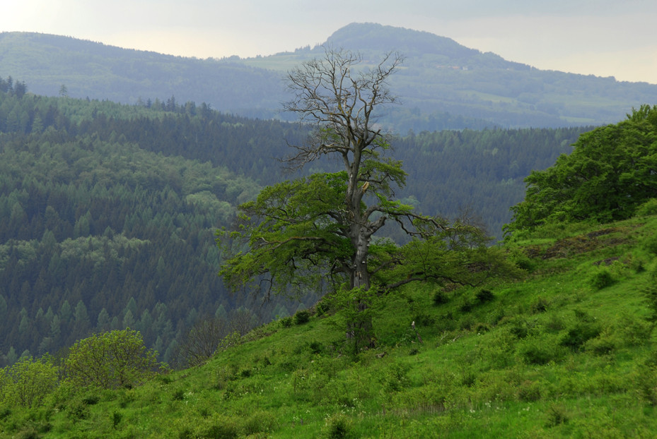 Rhön