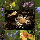 Rhön-Farben im September!