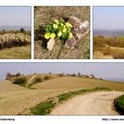 Rhön - Hammelburg - Sodenberg - Wanderbilder