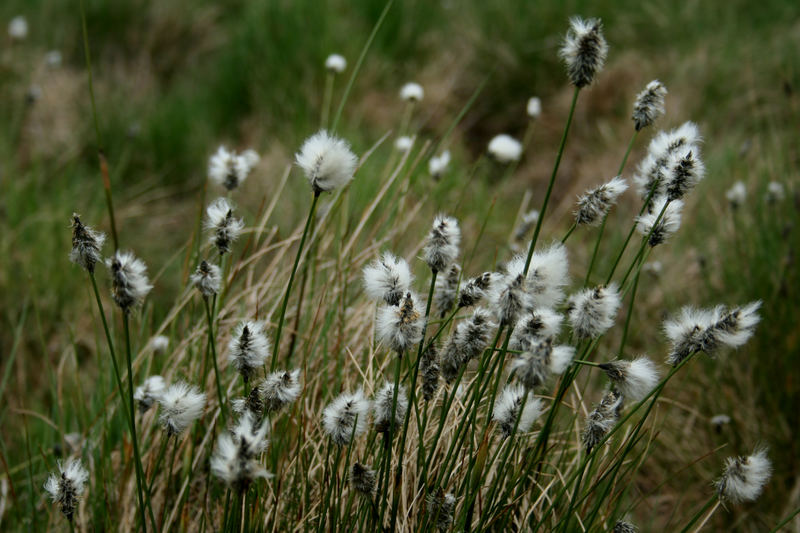 Rhön - Im Schwarzen Moor (1)