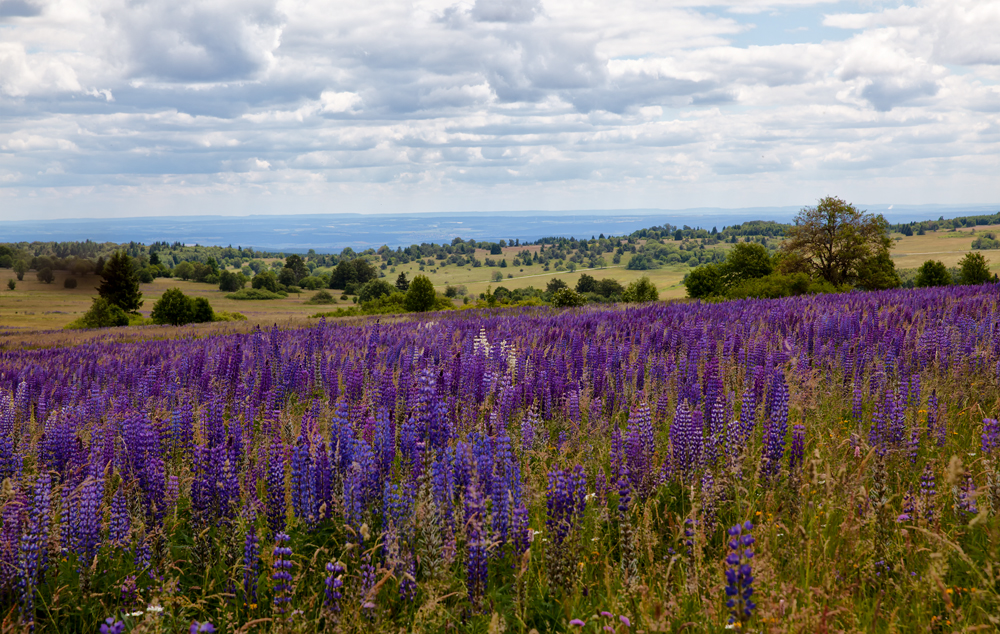 Rhön in lila und blau